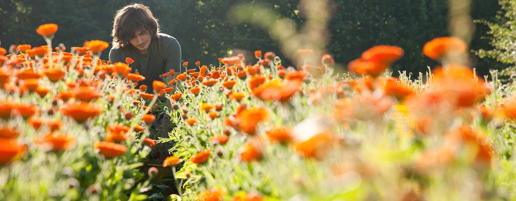 calendula harvest