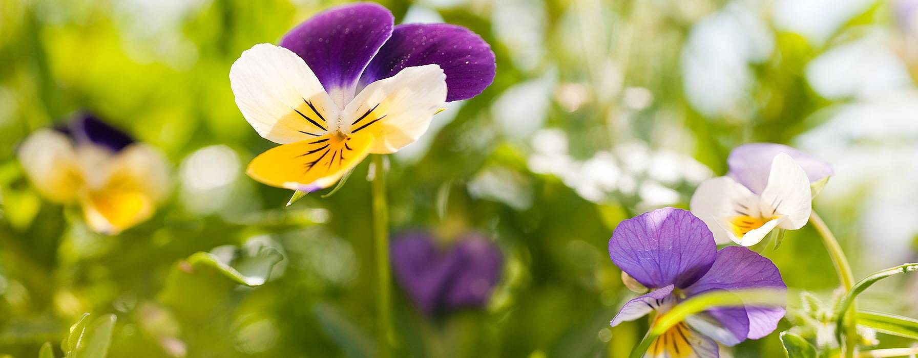 Pansy flowers