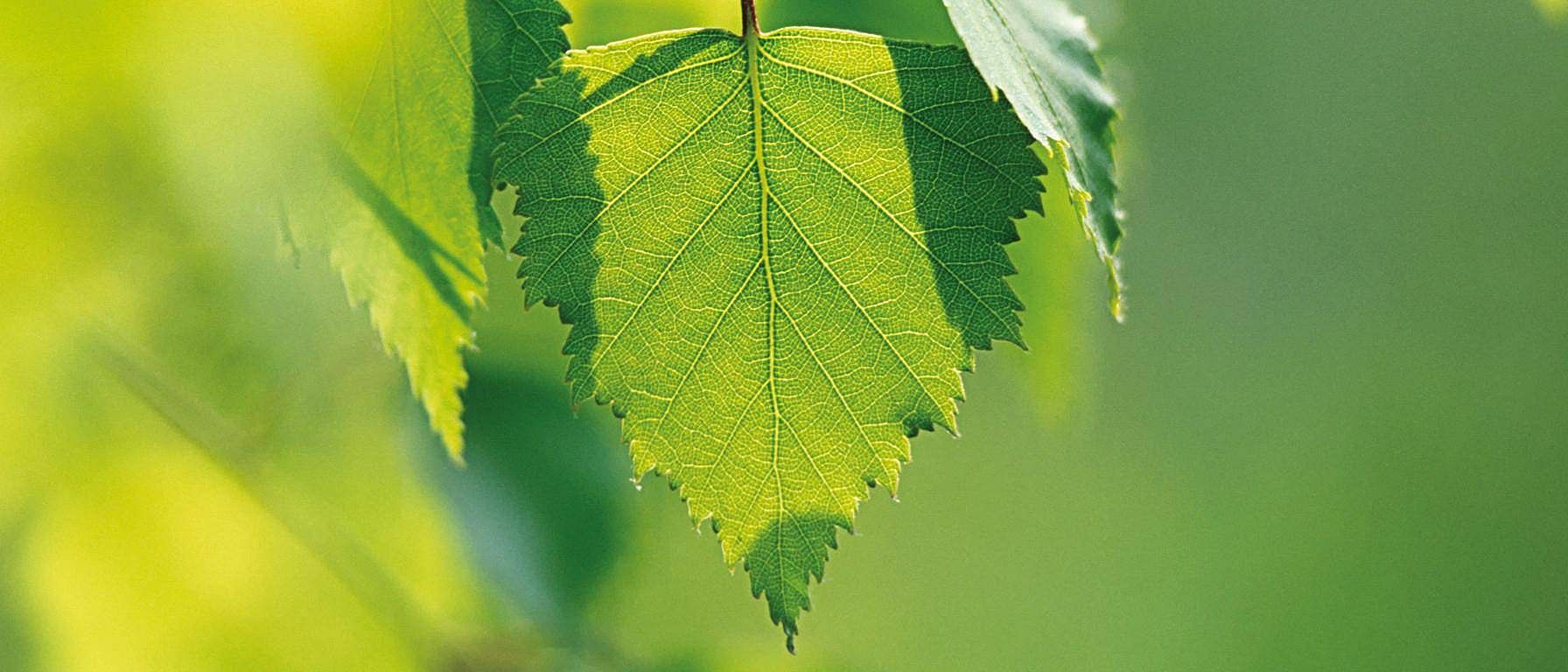 birch leaf