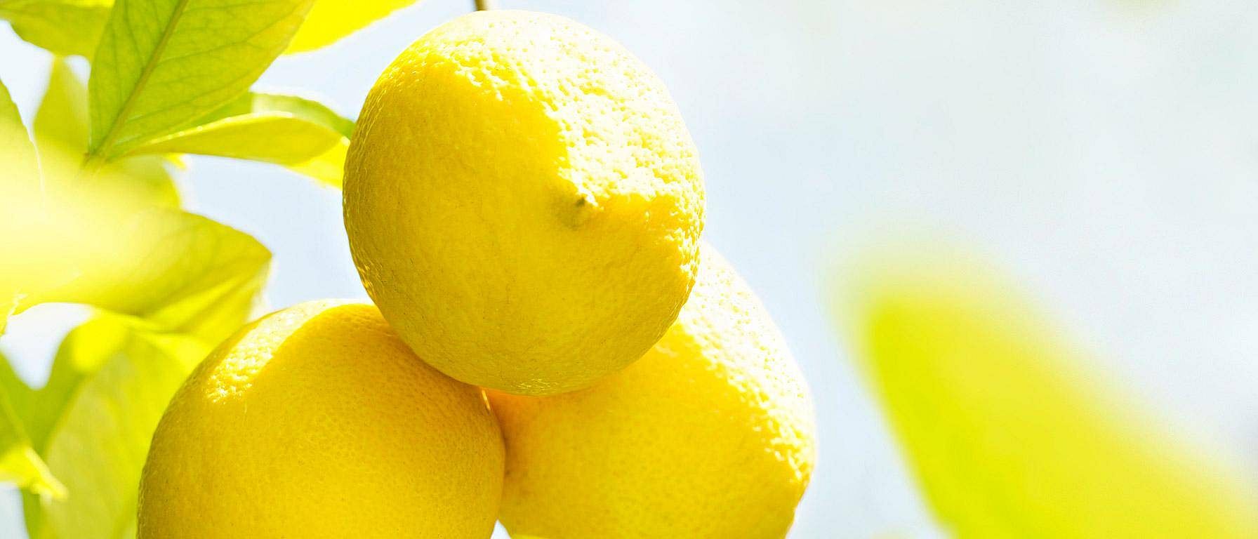 citrus fruits