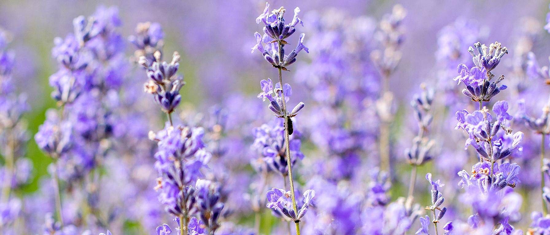 lavender