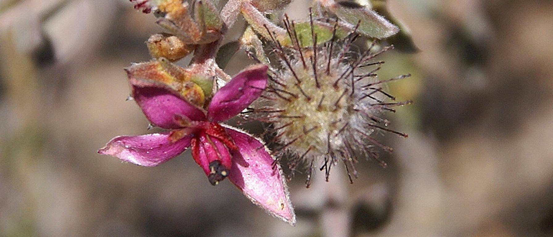 rathania flower