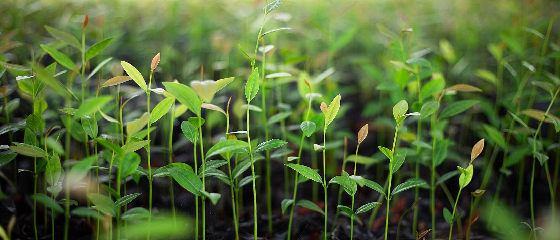 Growing plants.