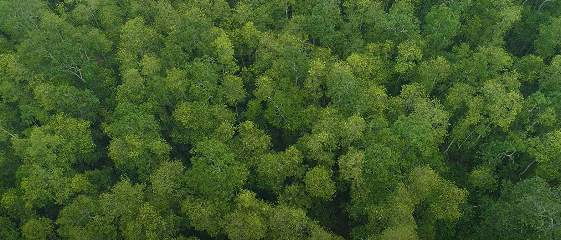 Tree canopy