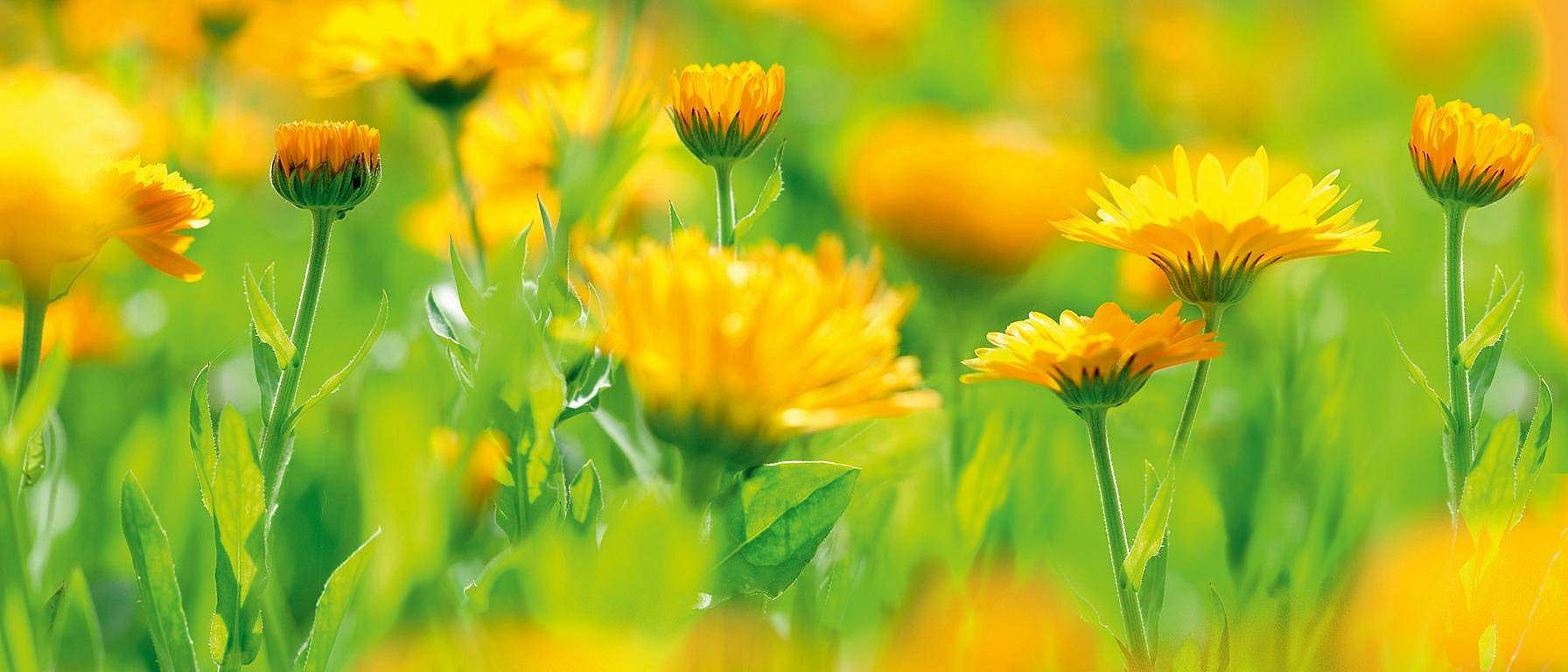 Calendula flowers