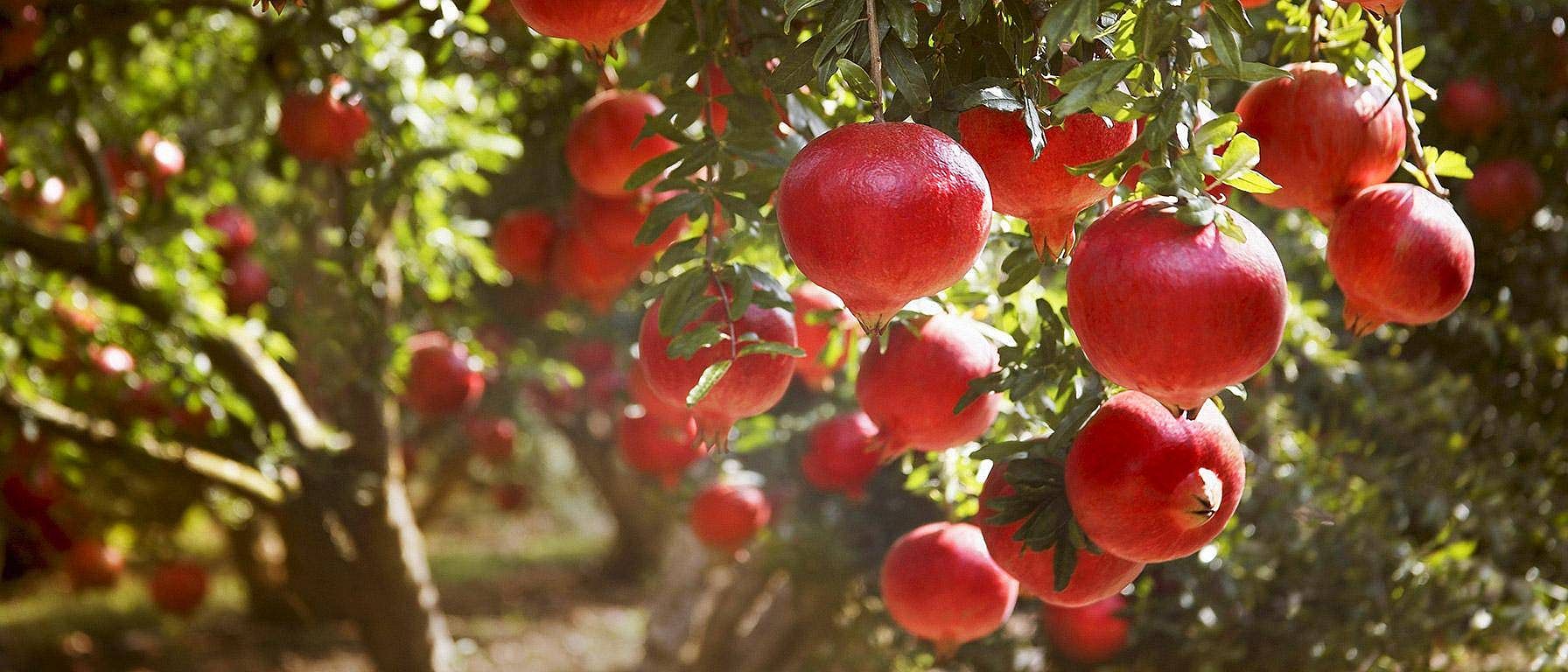 Pommegranate