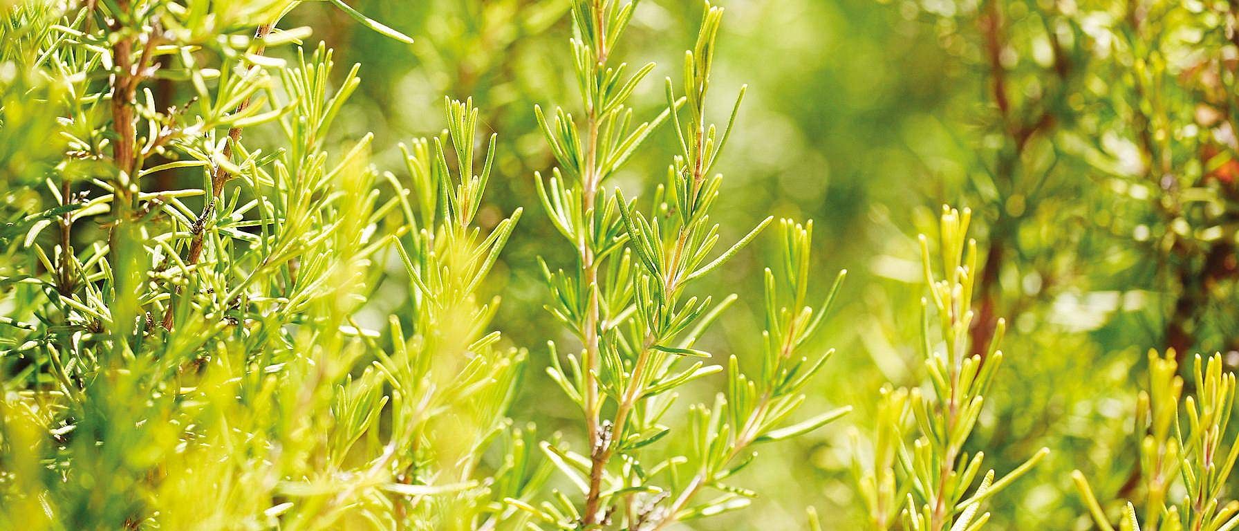 Rosemary flowers.