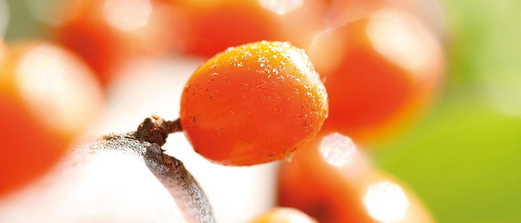 Sea Buckthorn Berries.