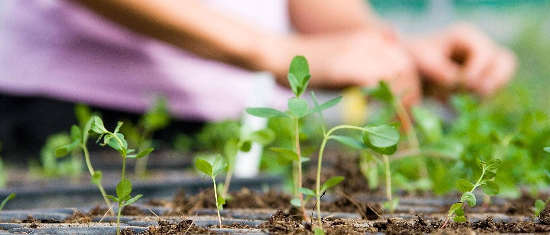Hand working with plant seedlings