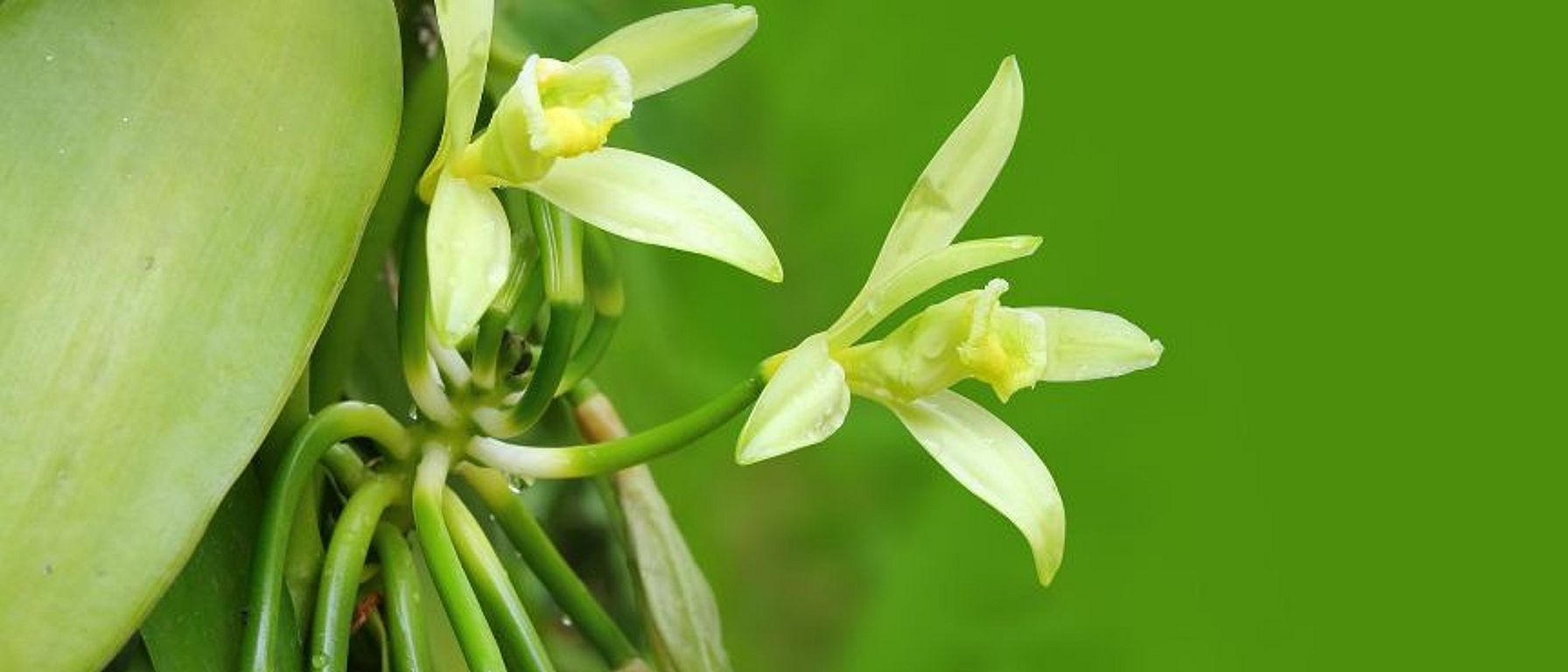 Vanilla blossoms