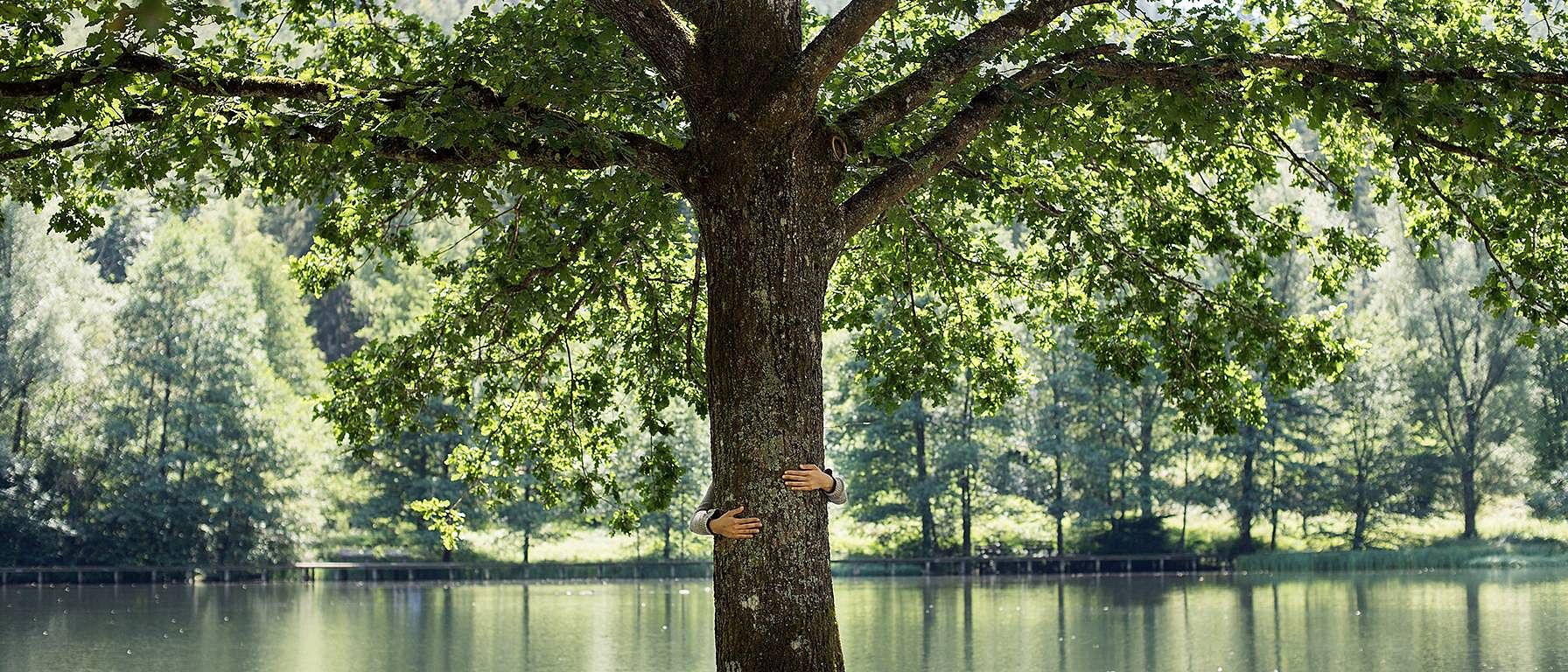 Tree by water