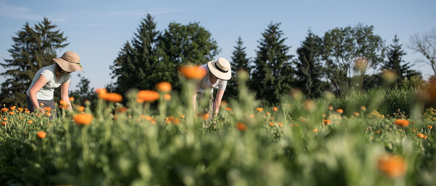 Women wearing hats harvesting in a calendula flower field.
