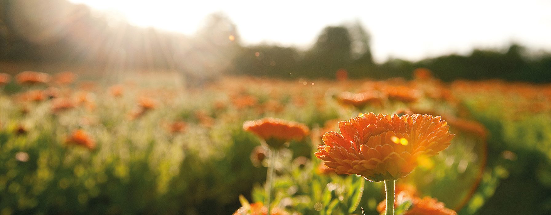 calendula field