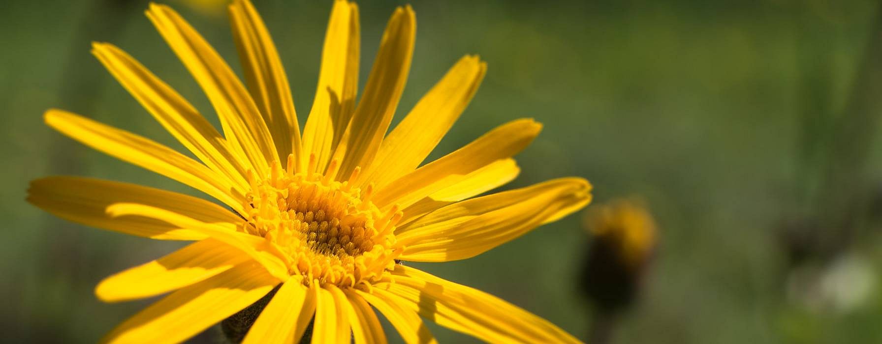 Arnica flower.