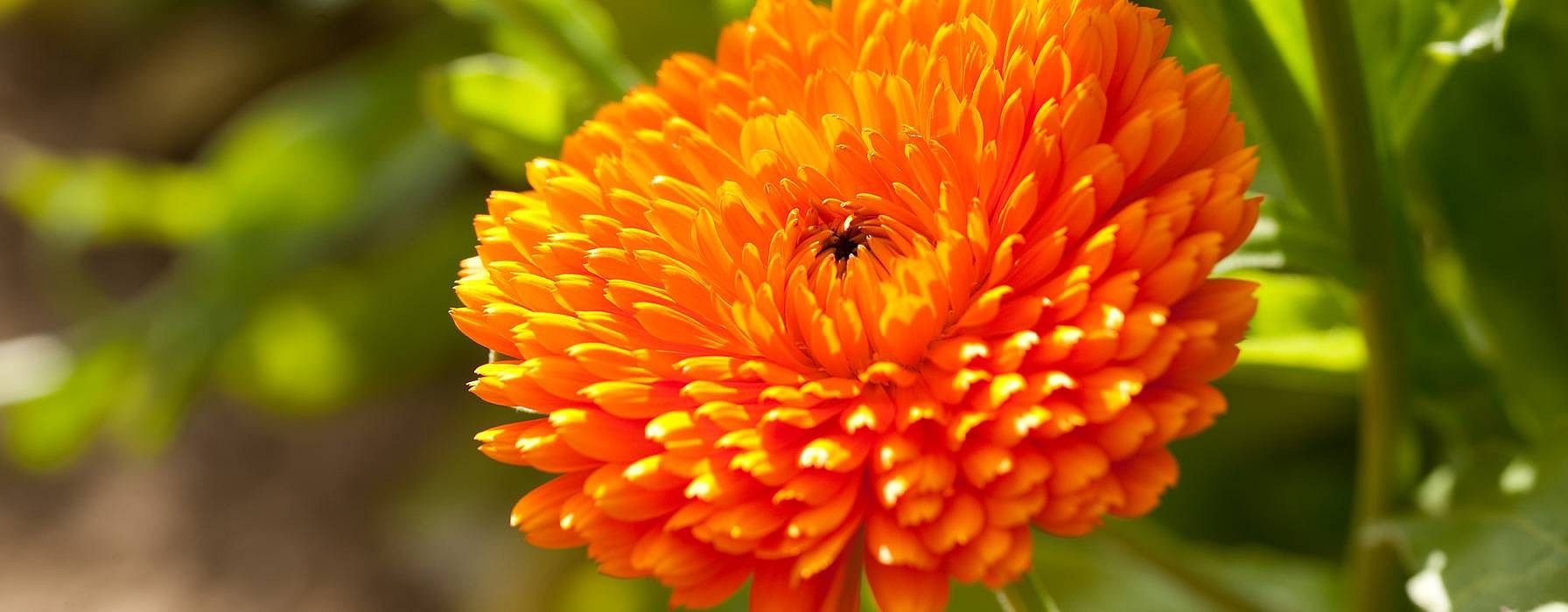 Calendula flower.