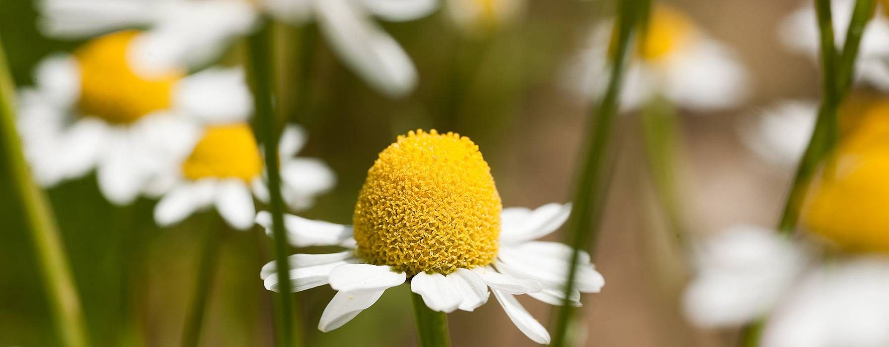Chamomile Plant and flowers.