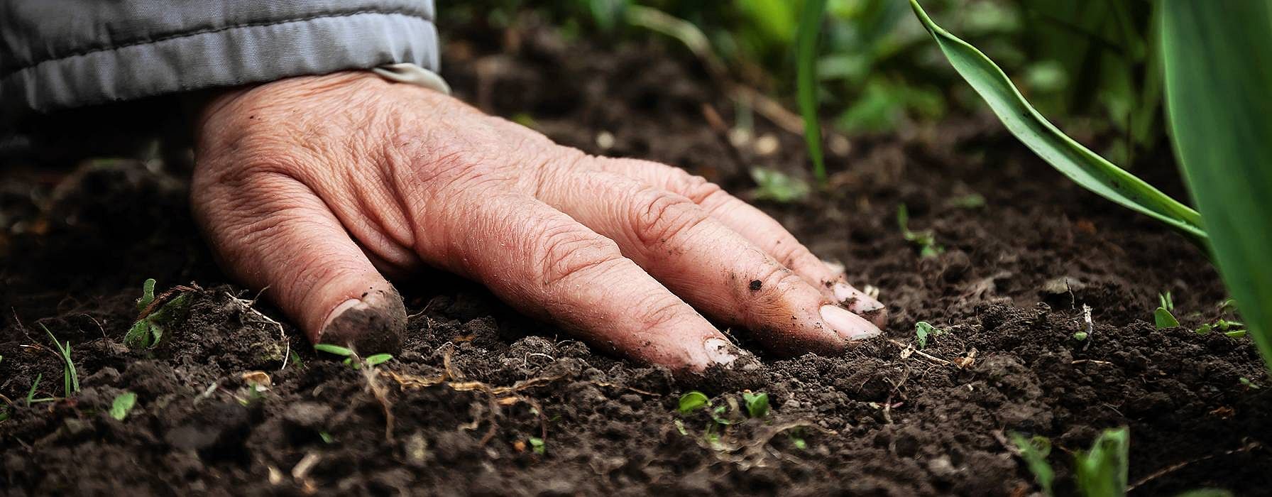 Man's hand on soil.