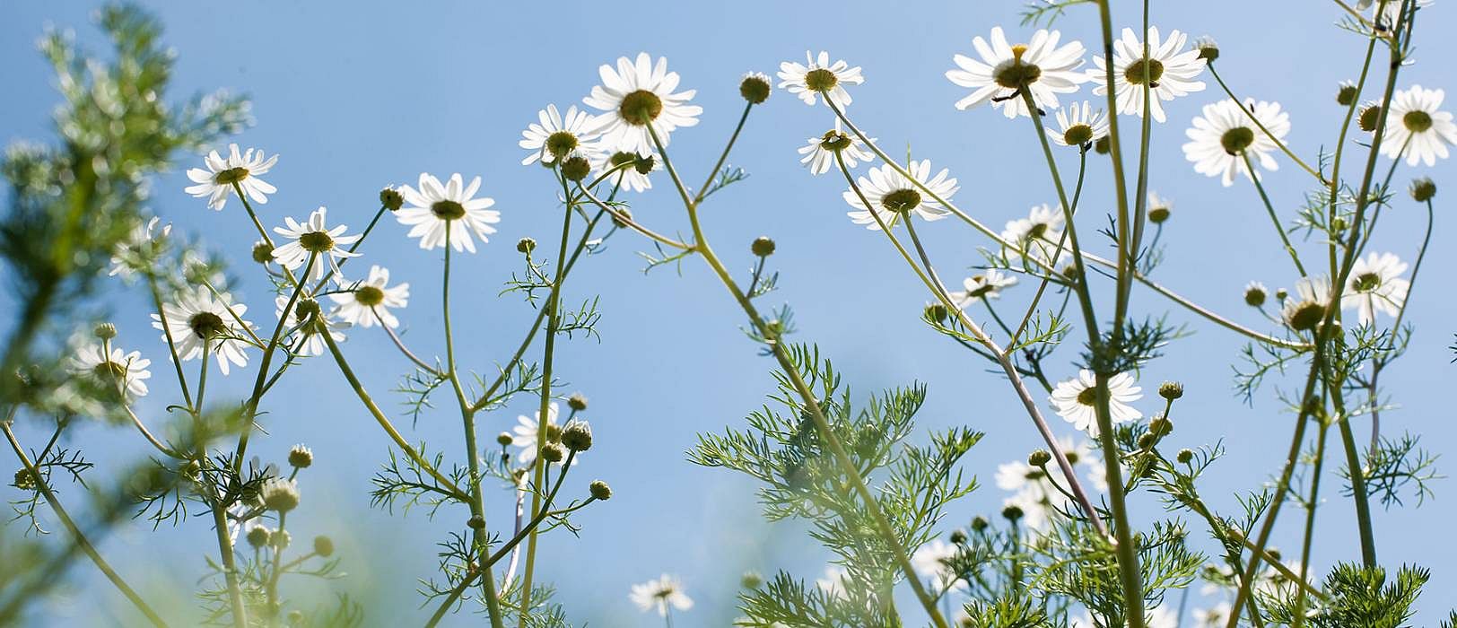Image looking up to flowers and blue sky.
