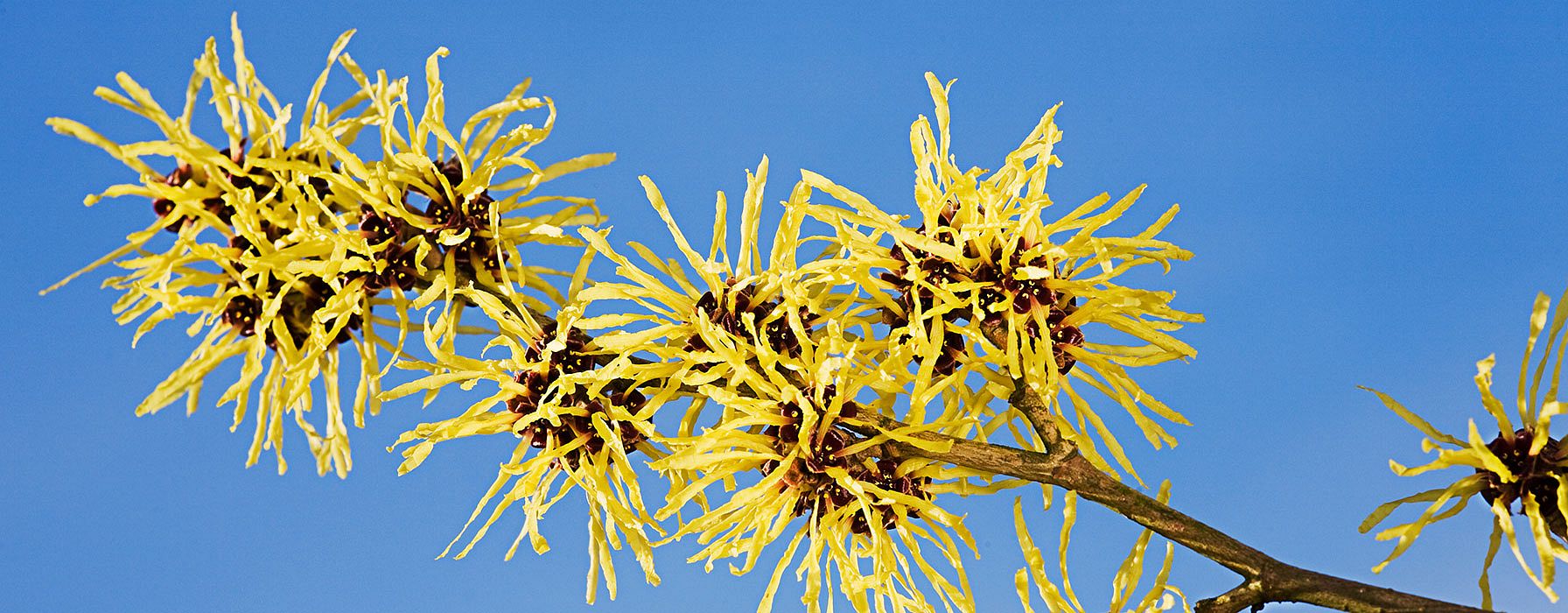 Witch Hazel