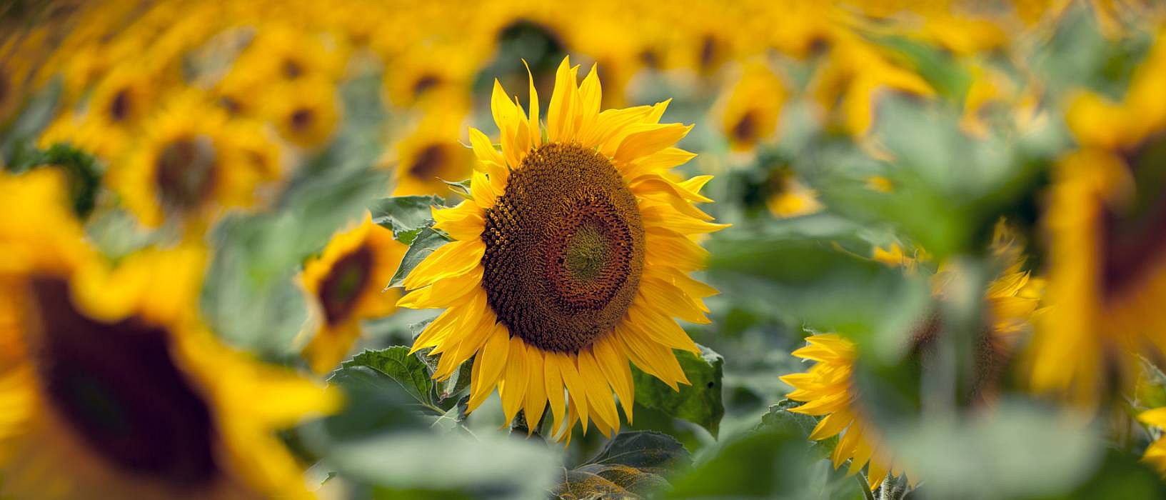 sunflowers