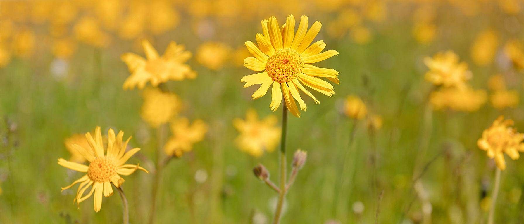 Arnica
