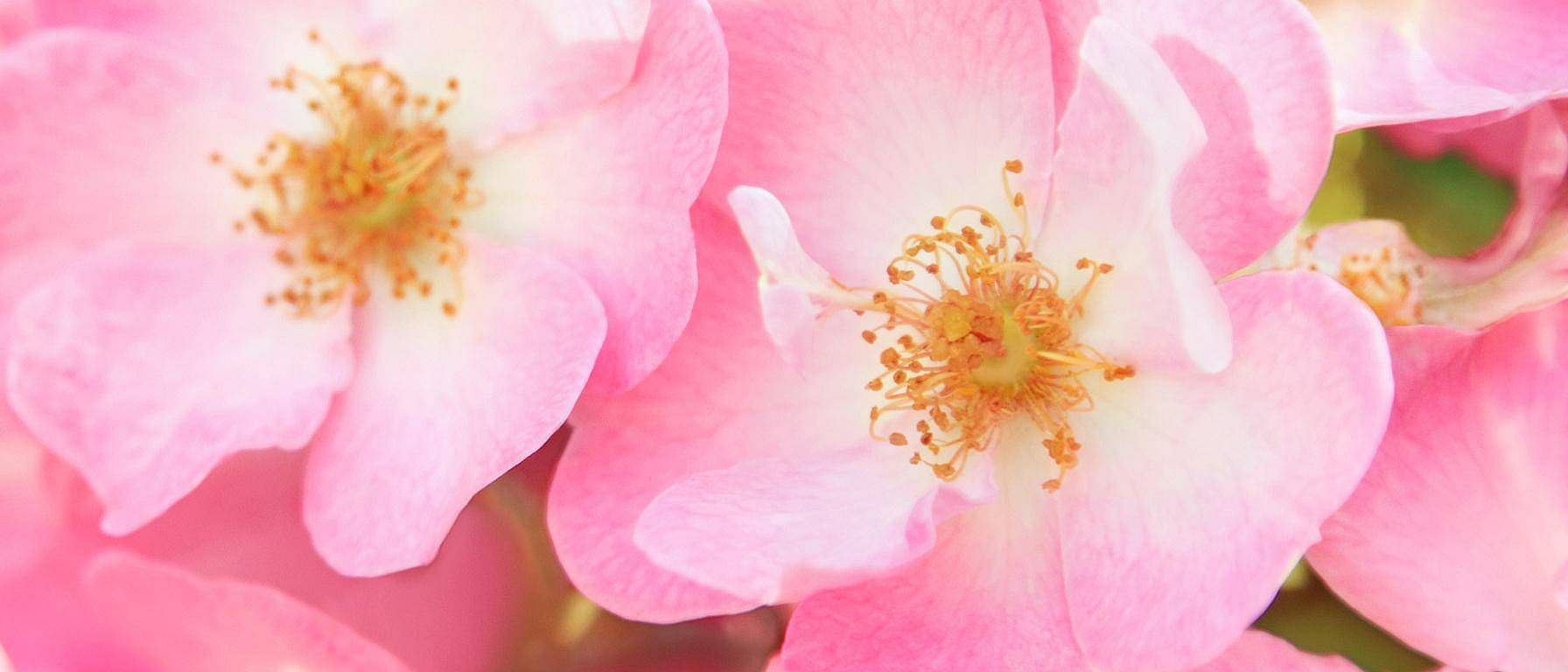 wild rose flowers