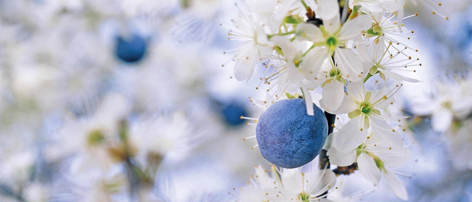 blackthorn berries and flowers