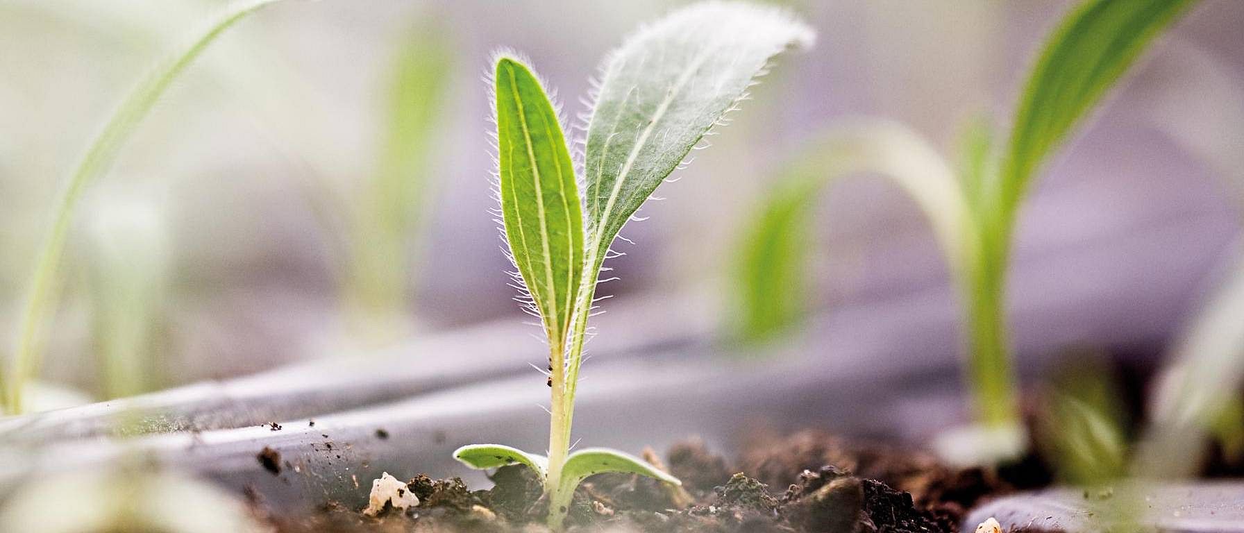 Seedlings