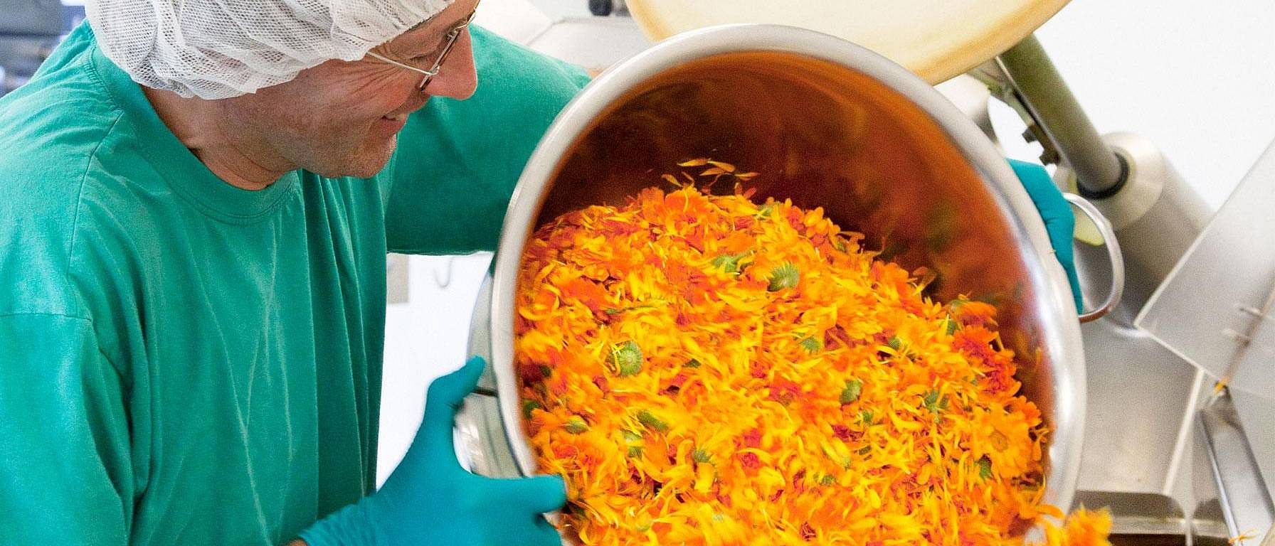 calendula flower manufacturing