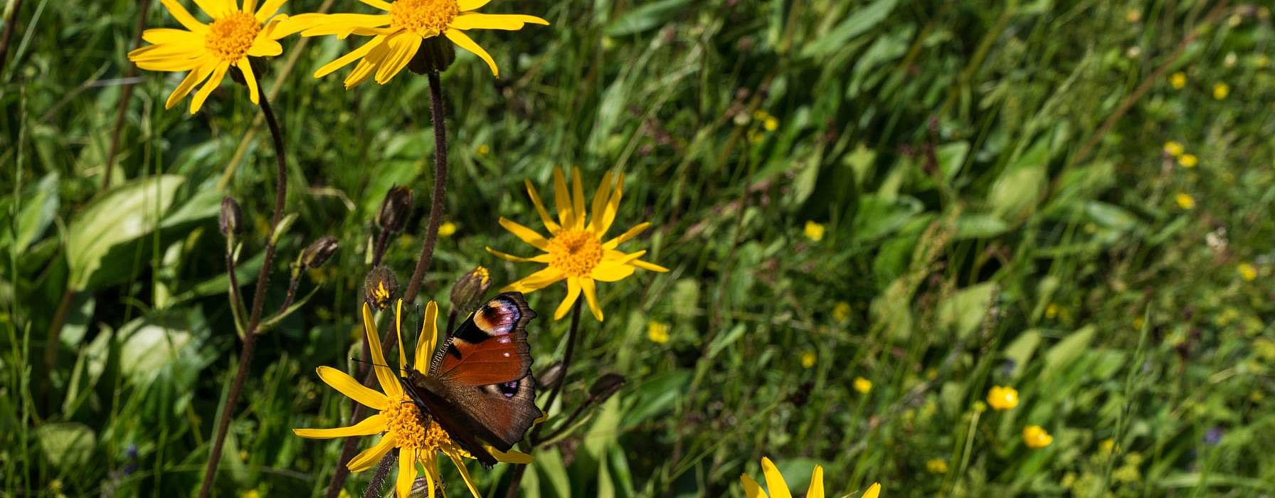 Arnica flowers.