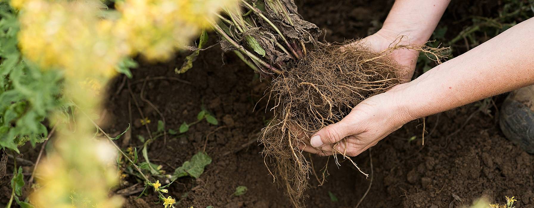 Hands holding soil.