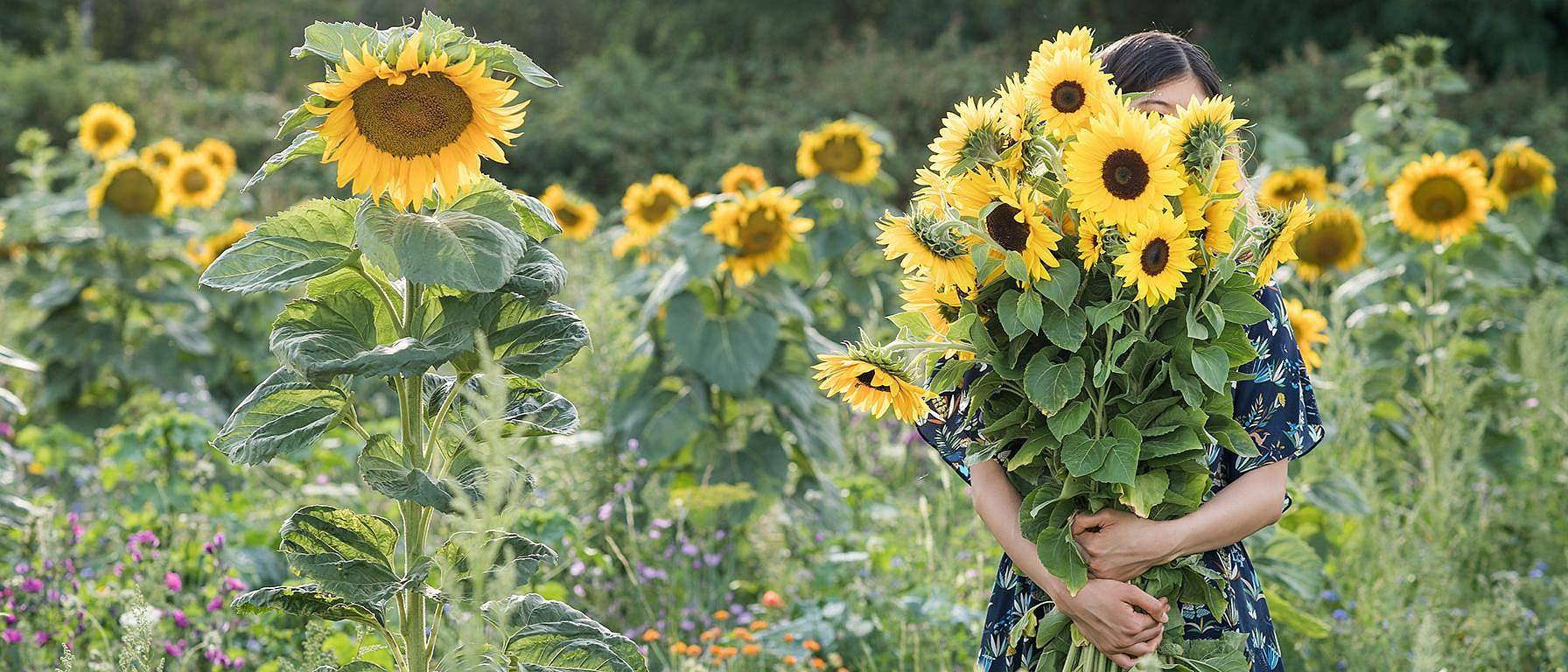 Lady holding sunflower