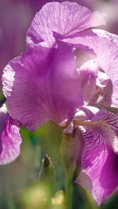 Iris plant