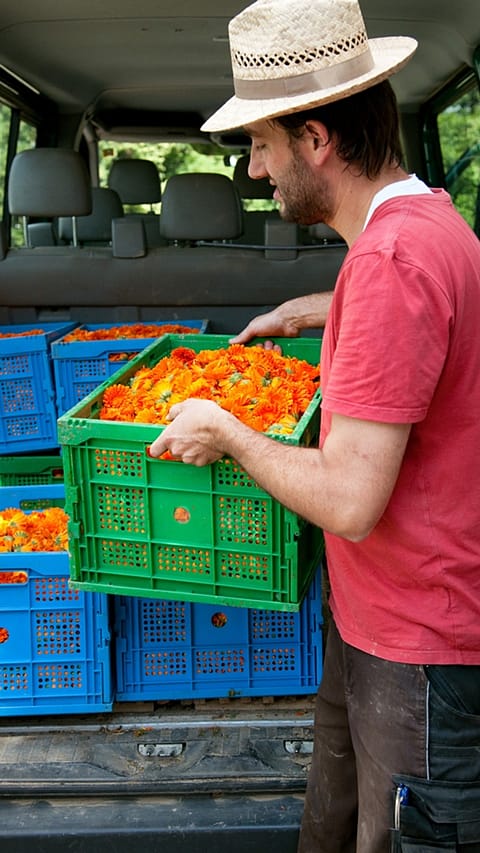 picked calendula