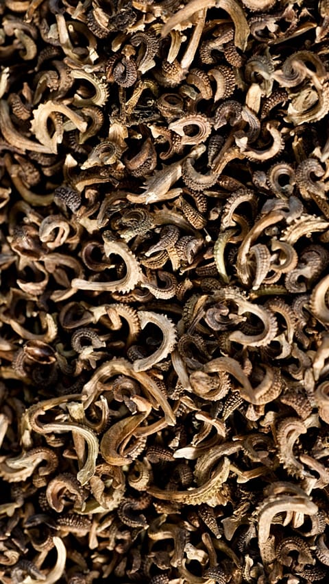 calendula seeds