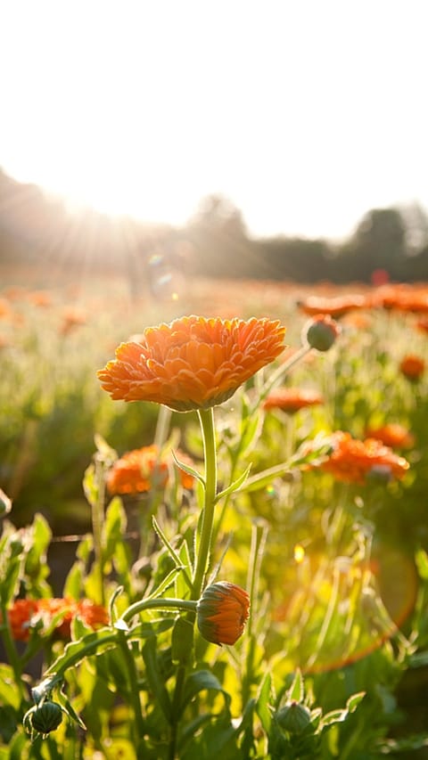 calendula fields