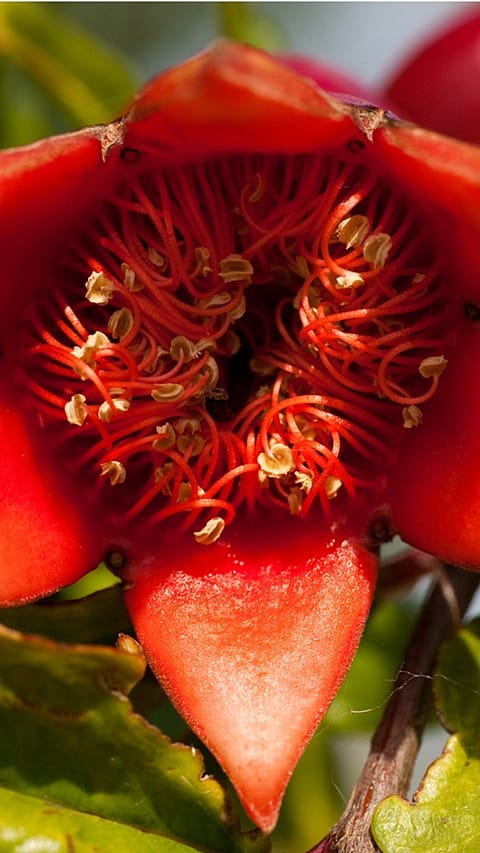 Pommegranate flower