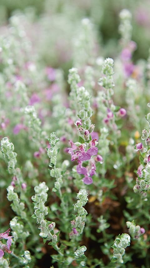 thyme