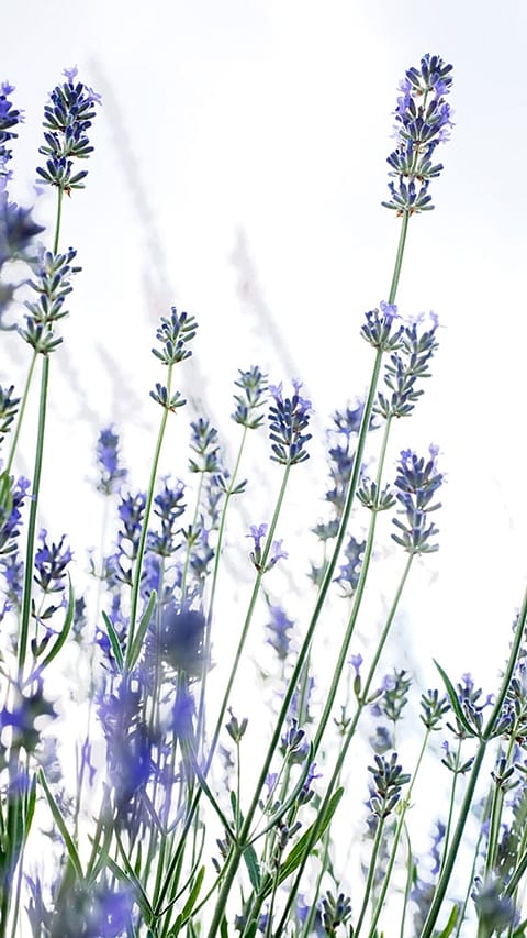 lavender