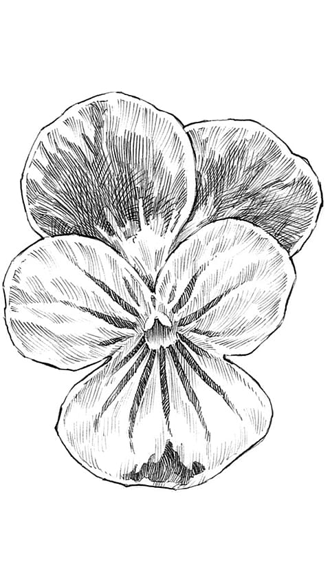 Drawing of pansy