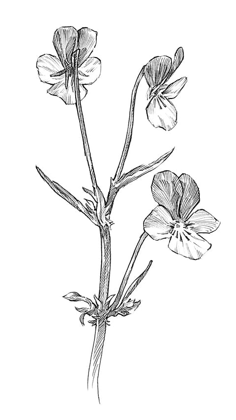 Drawing of pansy