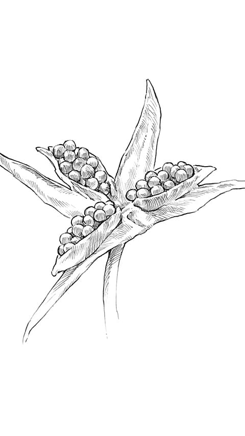 Drawing of pansy