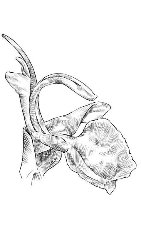 Rosemary diagram.