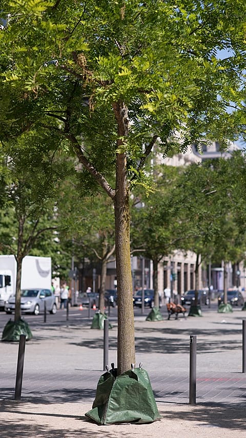 tree in city