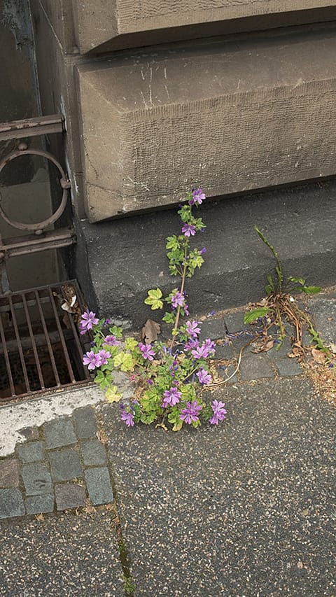 flower on ground