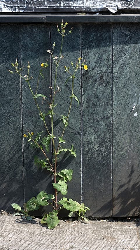 flower at a wall