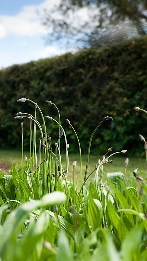 gras