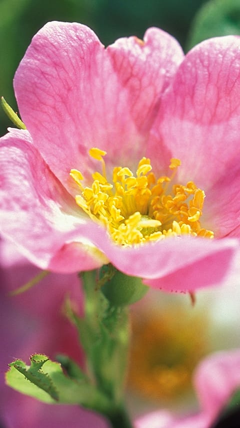 Wild Rose flower.