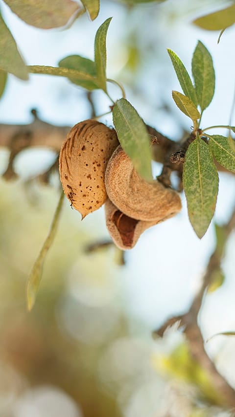 Almond