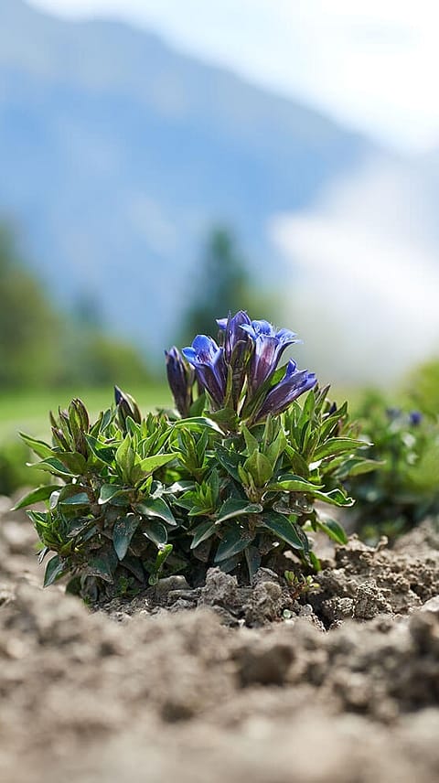Blue gentian plant in the mountains.